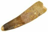 Fossil Spinosaurus Tooth - Feeding Worn Tip #347173-1